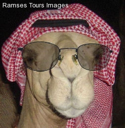 camel in disguise egypt