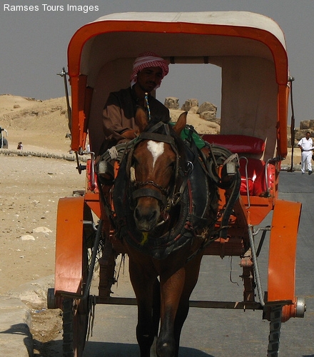 Luxor horse trip