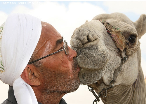 have a kiss with a camel