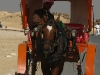 Luxor horse trip