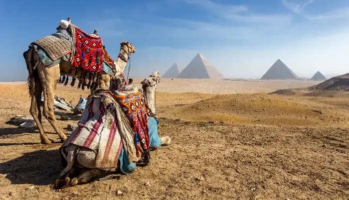 Two camels with colorful traditional saddles resting on the desert sand with the Great Pyramids of Giza in the background under a clear blue sky.